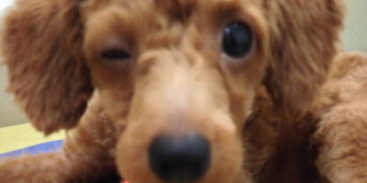 Jesslyn Septiani banner