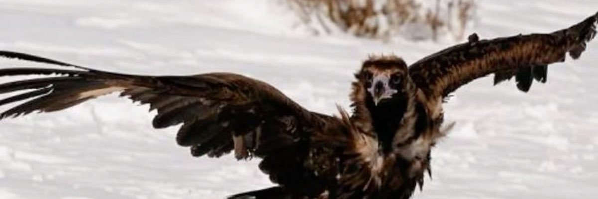 🐗 michael 🏹 banner