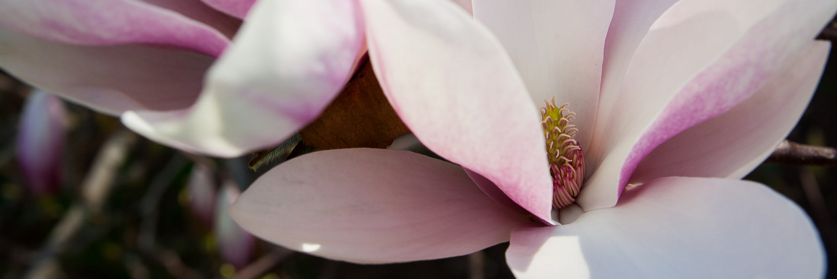 sweetbirch's profile banner image