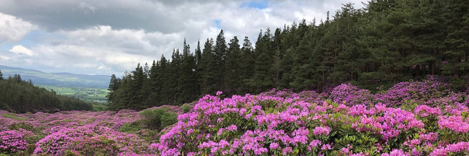 LauraInAurora's profile banner image