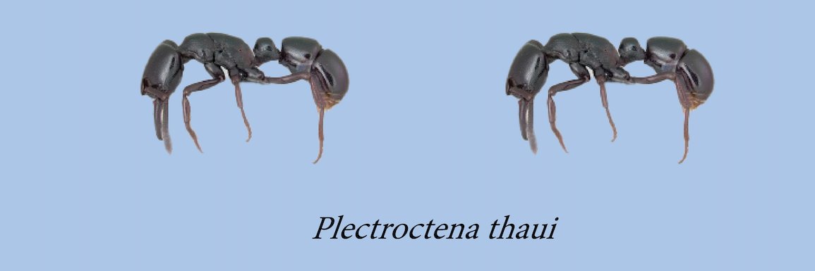 dave thau | @davethau@fediscience.org banner