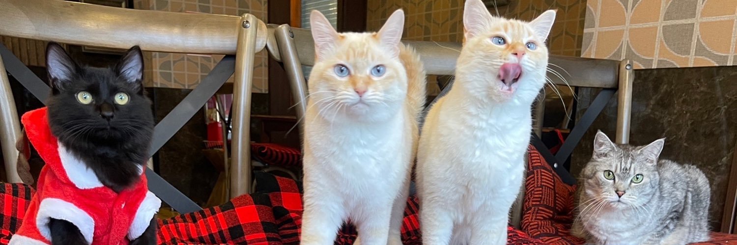 猫喫茶　ネコブ's banner