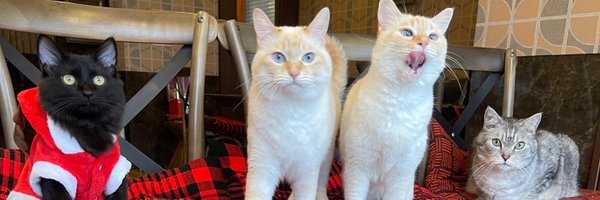 nekobuneko Profile Banner
