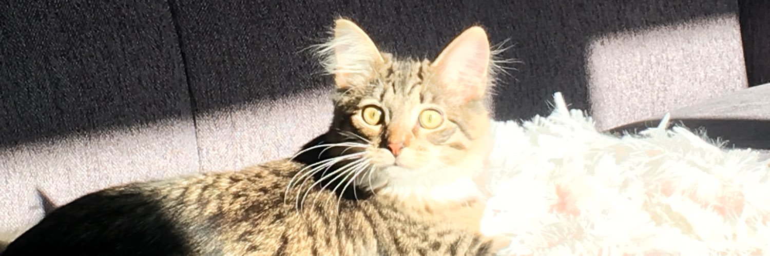 hustoter's profile banner image
