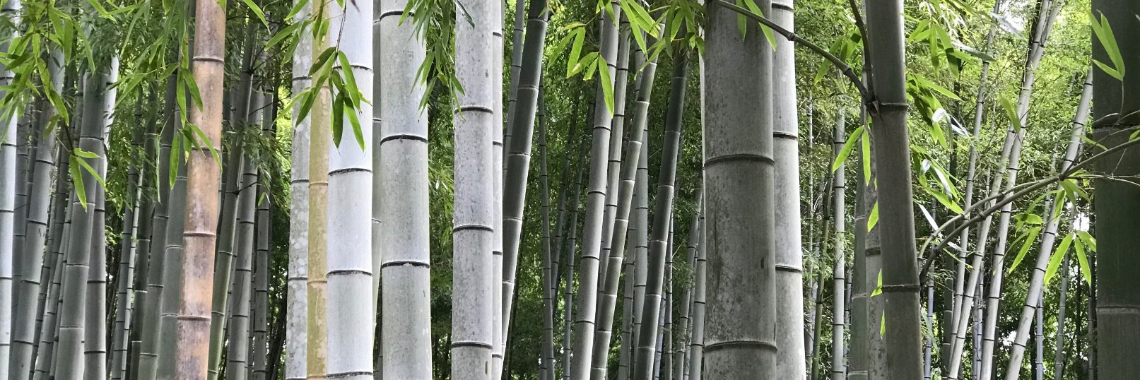 ania sroka 🍁 banner