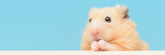 HAMU_4273's profile banner image