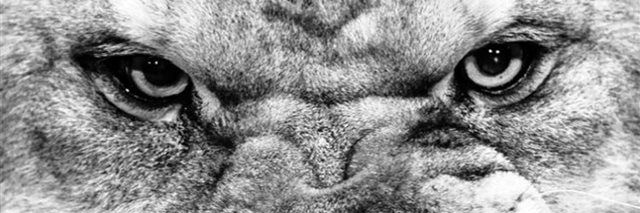WPurePapa's profile banner image