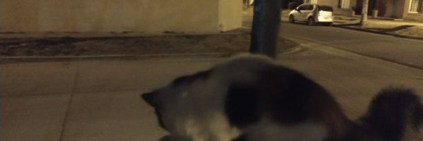 dns100820 Profile Banner