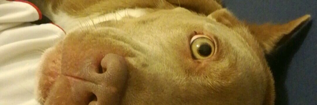 termitat's profile banner image