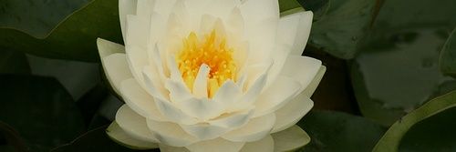 Tchango 🇷🇪🇫🇷 banner