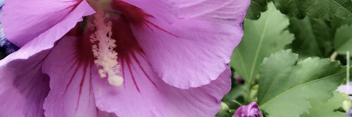 StrwberryMilk4's profile banner image