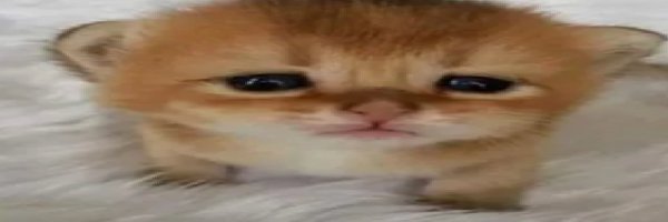 BigmanIThink Profile Banner