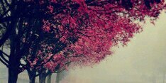 dedheaan's profile banner image