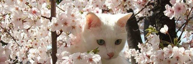 maysα🐈‍⬛ banner