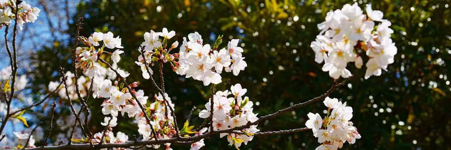橙子皮不皮 banner