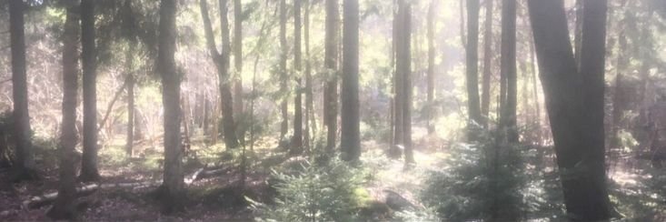 ari banner