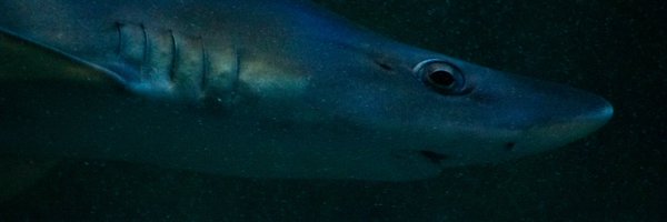 burningHor1zon Profile Banner