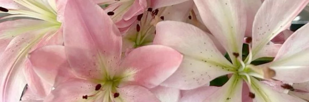 blushdiet's profile banner image