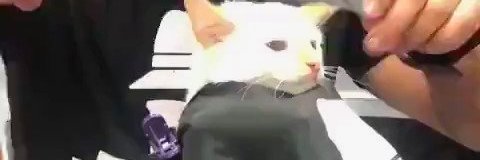 @catgettingfade banner
