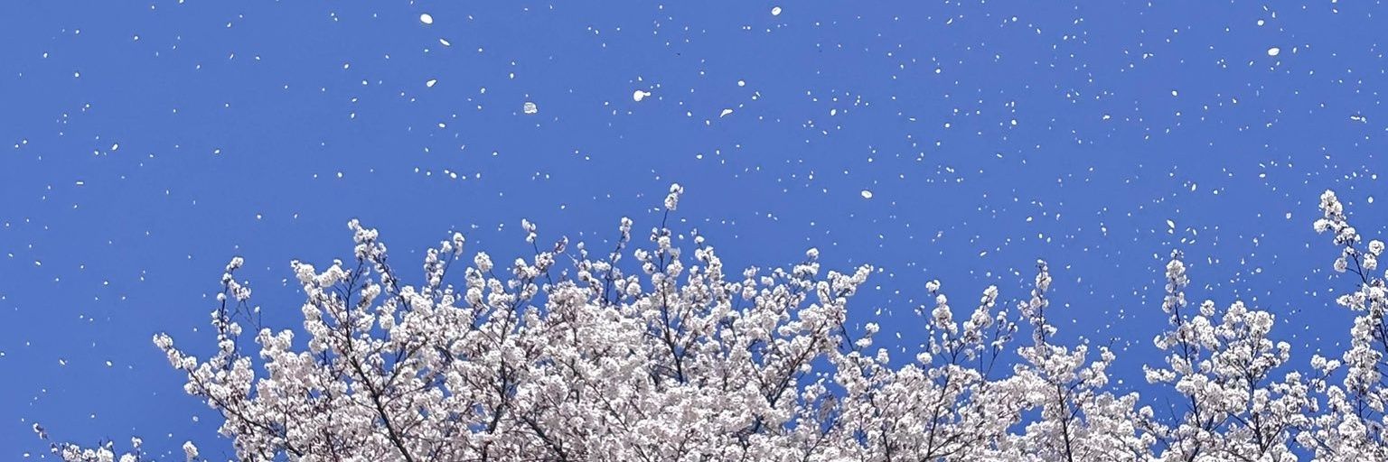 liaamelian's profile banner image