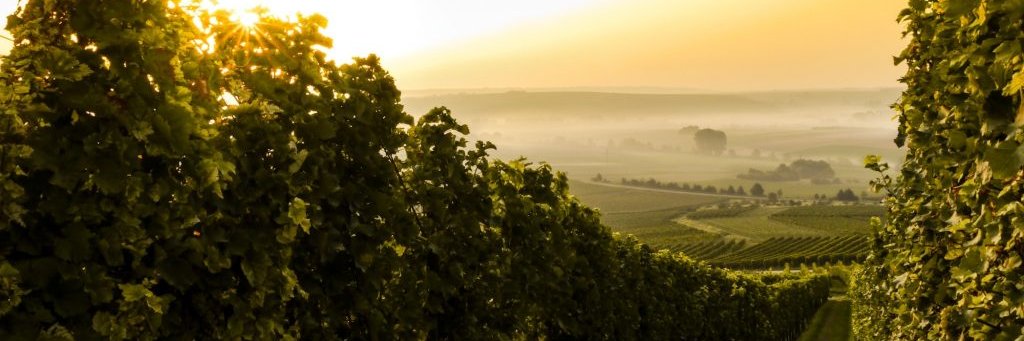 WinesPremierCru's profile banner image