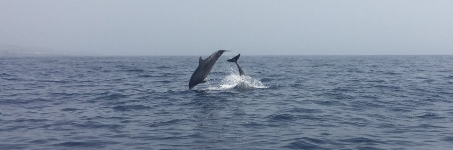 vicki Foulkes banner
