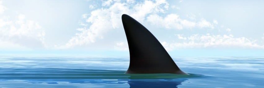 sharkcryptogrp's profile banner image