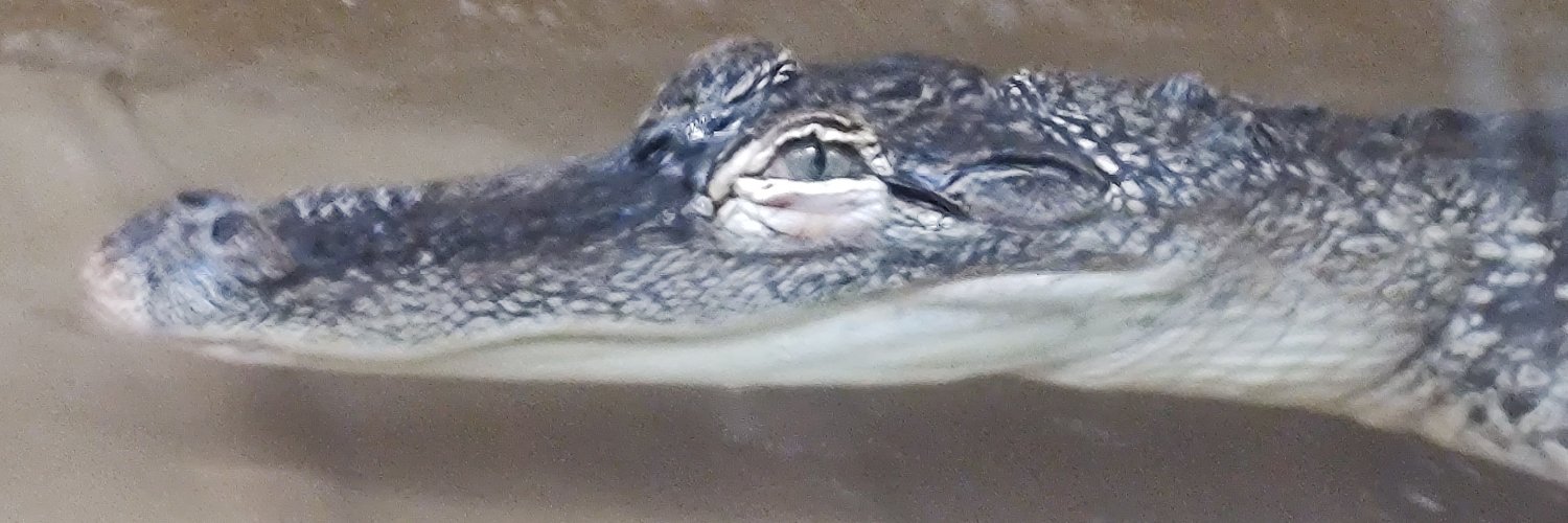 NoTinyGeckos 🦎 banner