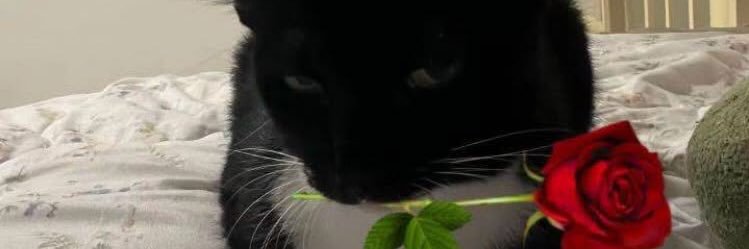 Gash_Gunther's profile banner image