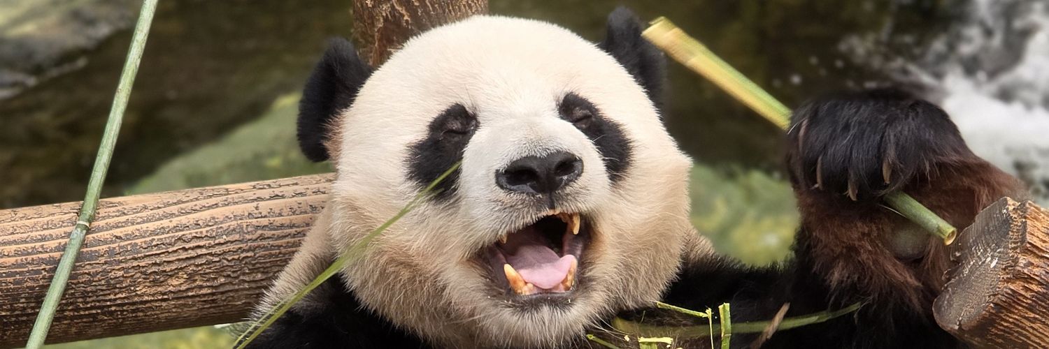 _BanBao_'s profile banner image
