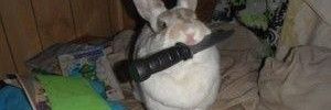AsimpleBunny's profile banner image