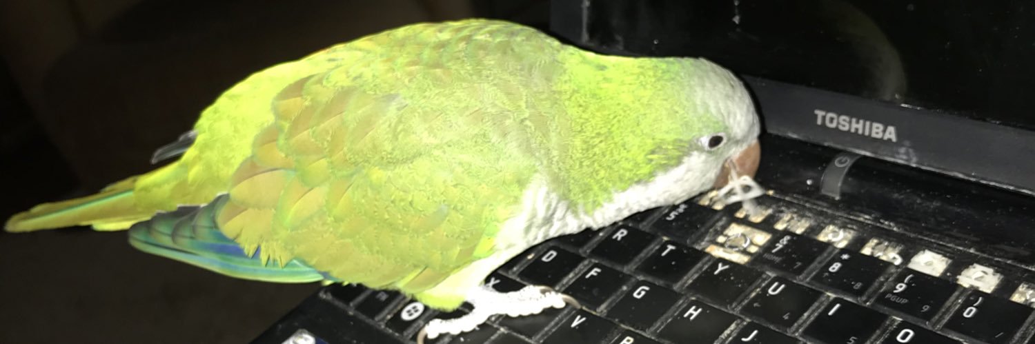 Shambo's profile banner image