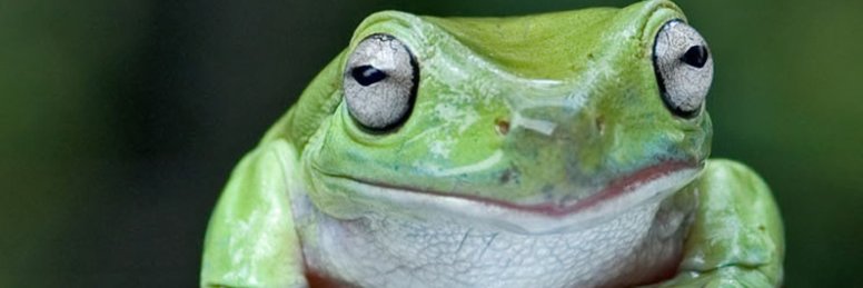 frogs r cool banner