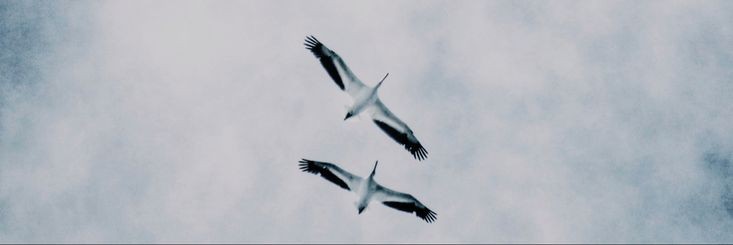 T,Sho. • encerrado ♡. banner