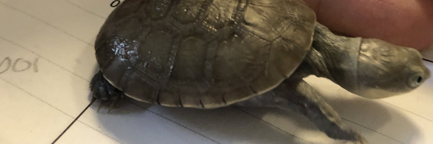 Weblizard ♻️❤️🌎🚫🤡 banner