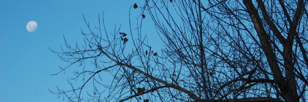 Silvina Oranges banner