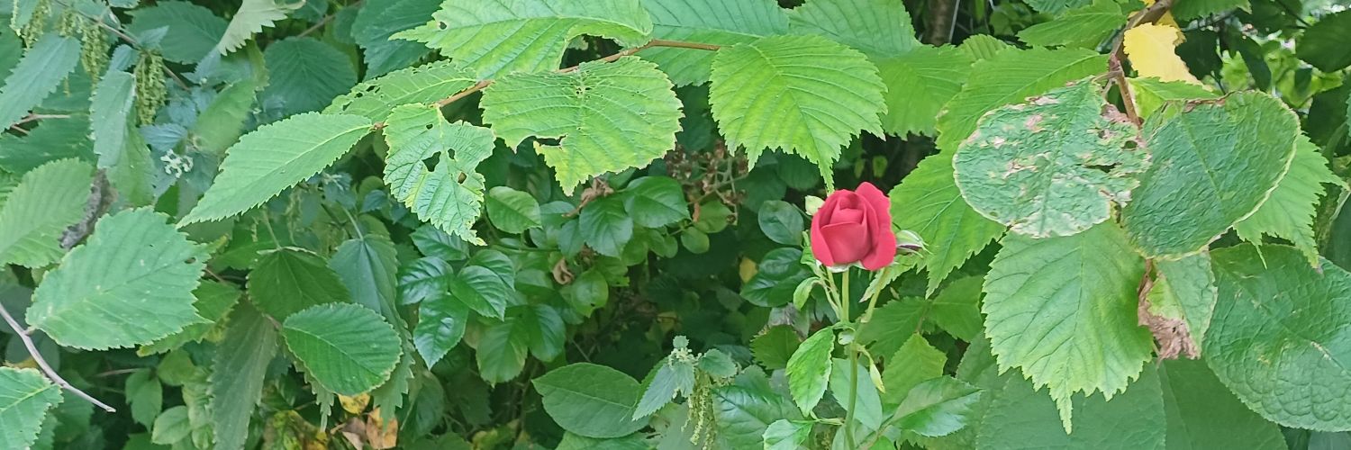 Whitefield Labour 💙🌹 banner