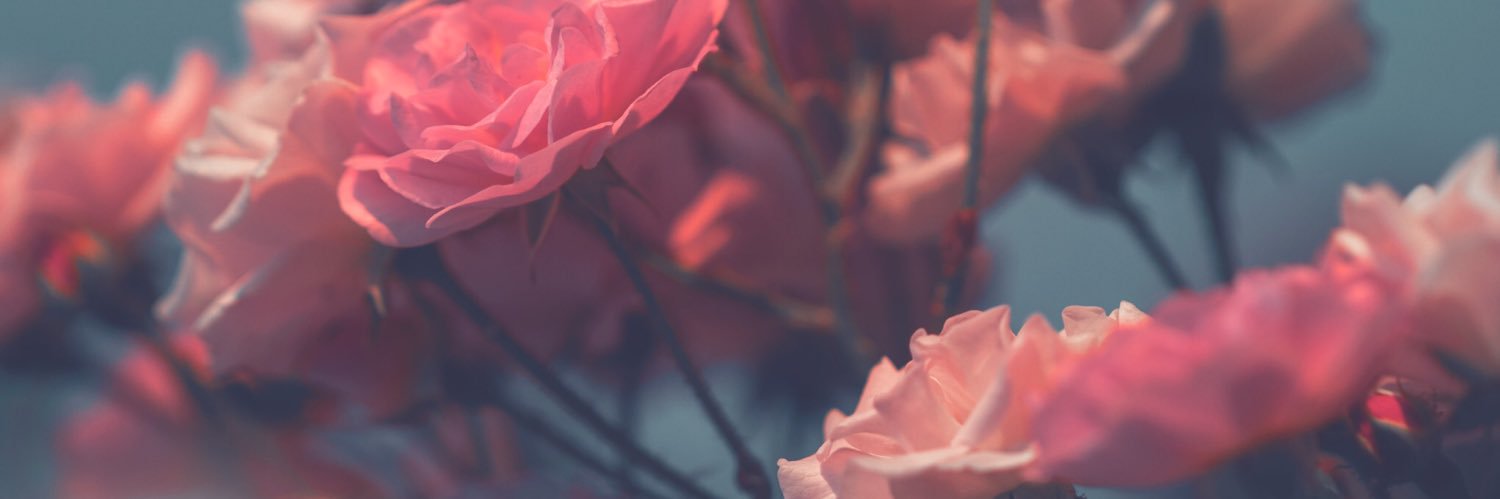 holzb97's profile banner image