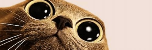 TheStreetProphet banner