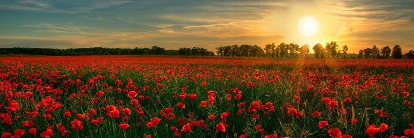 Victoria Harrison banner