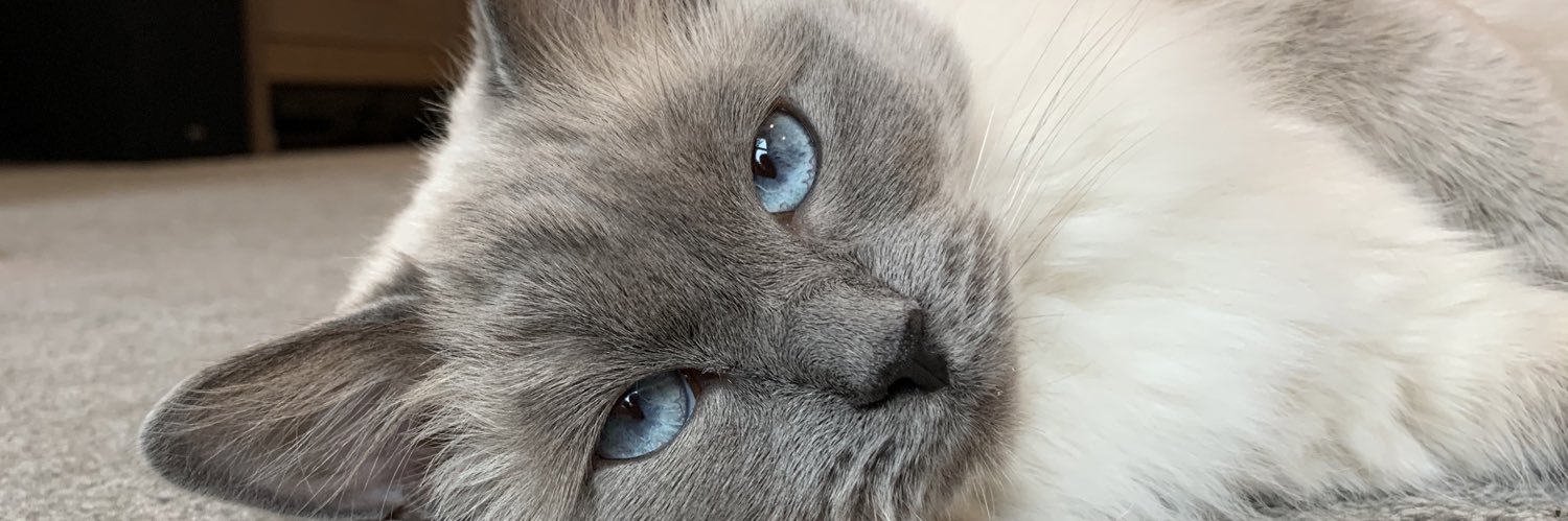 gweneveee's profile banner image