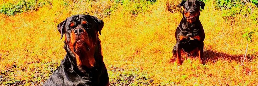 JamesG139's profile banner image