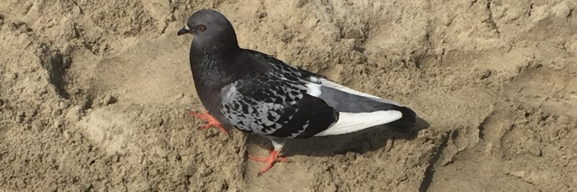 serraldovsky's profile banner image