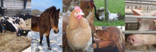 BSW_anivet Profile Banner