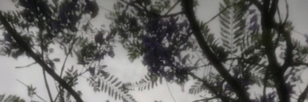 Lawnlily's profile banner image