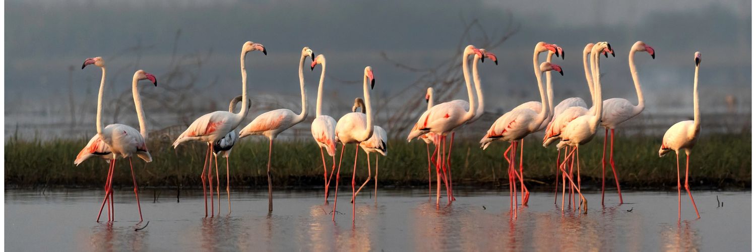 A curious mind 🚀 banner