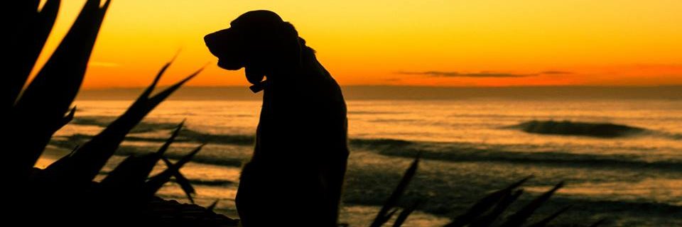 Robert Cea  banner