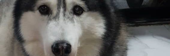sateshme's profile banner image