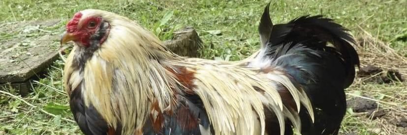 Anet banner