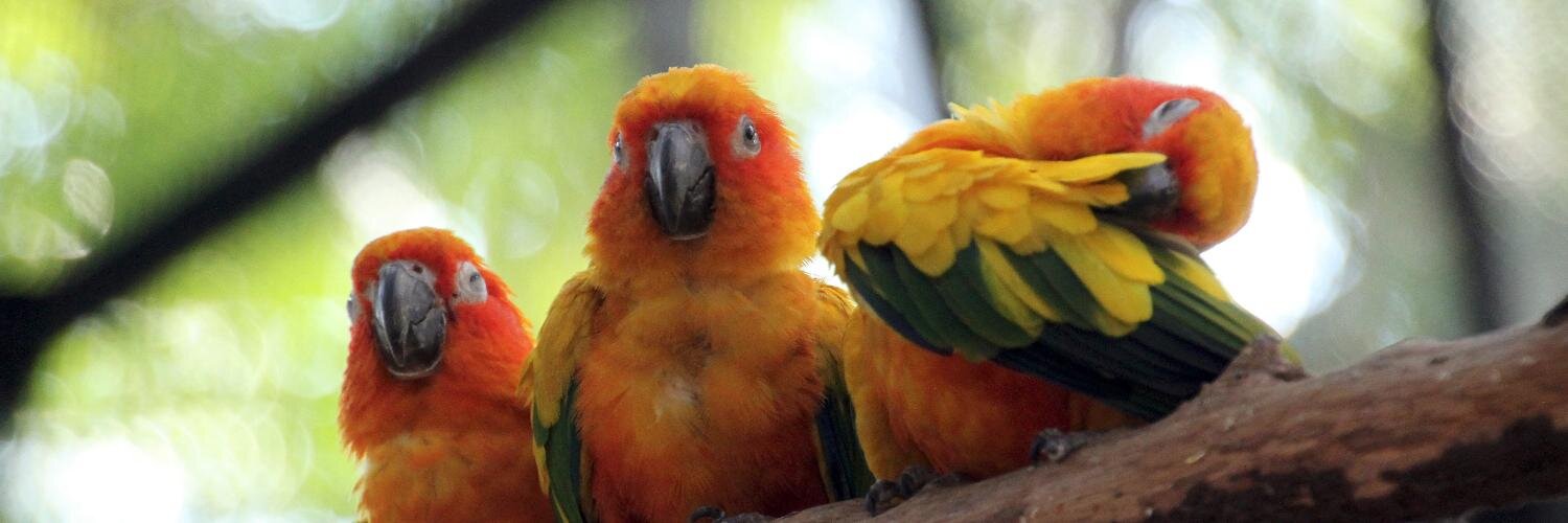 Alexander Makarov banner